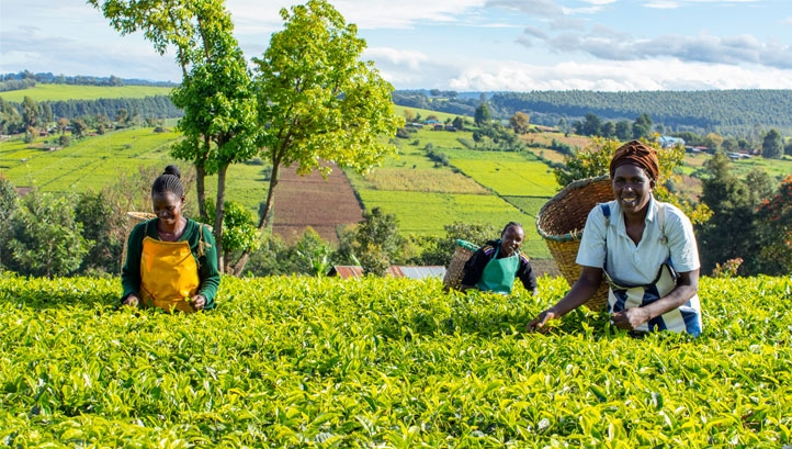 Supply chains including coffee and tea (pictured) are already being affected by the physical impacts of the climate crisis. Image: Co-op